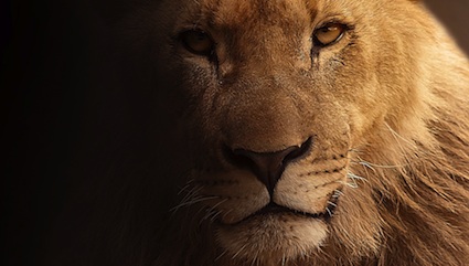 lion-617365_960_720.jpg